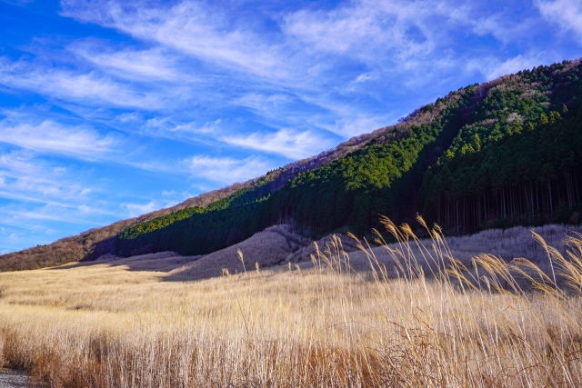 Sengokuhara Pampas Grass in Hakone: Best Time 2026