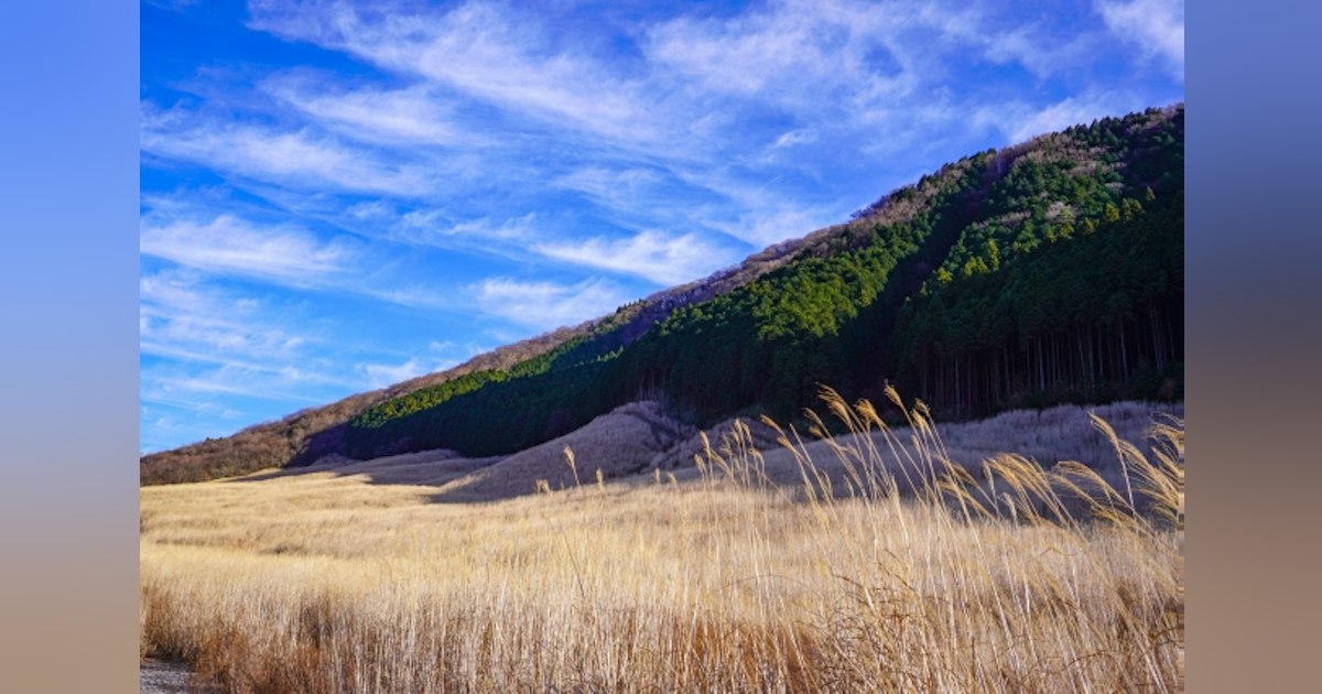 Sengokuhara Pampas Grass in Hakone: Best Time 2026