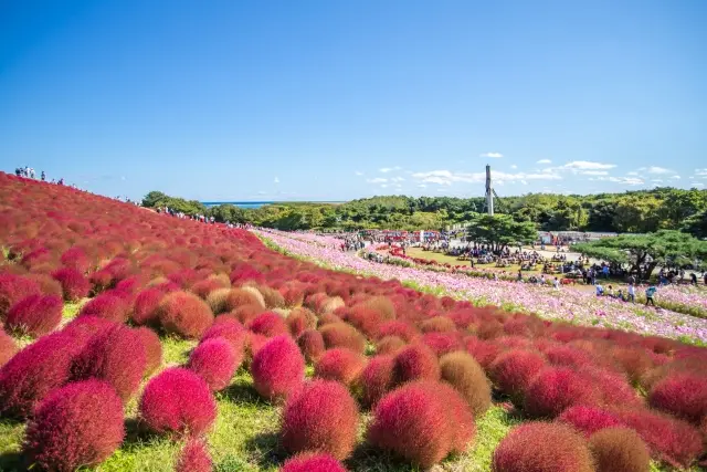 ひたち海浜公園・コキア