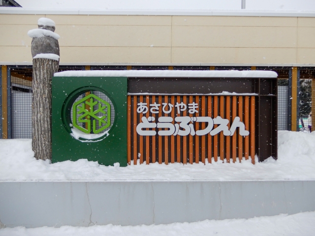 Asahiyama Zoo in Winter (2026–2027): Penguin Walk Schedule, Hours, and ...