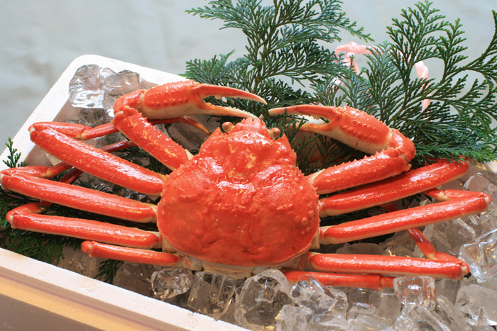 Snow Crab Season in Japan 2026: Where to Eat Matsuba Crab, from ...