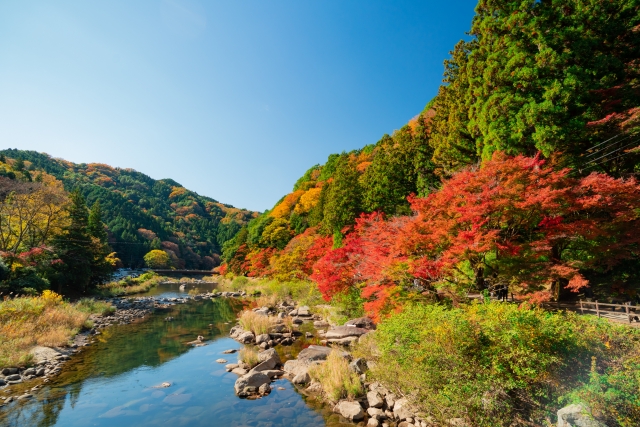 香嵐渓の紅葉2026|なぜ激痛渋滞が起きるのか?回避の極意と真実