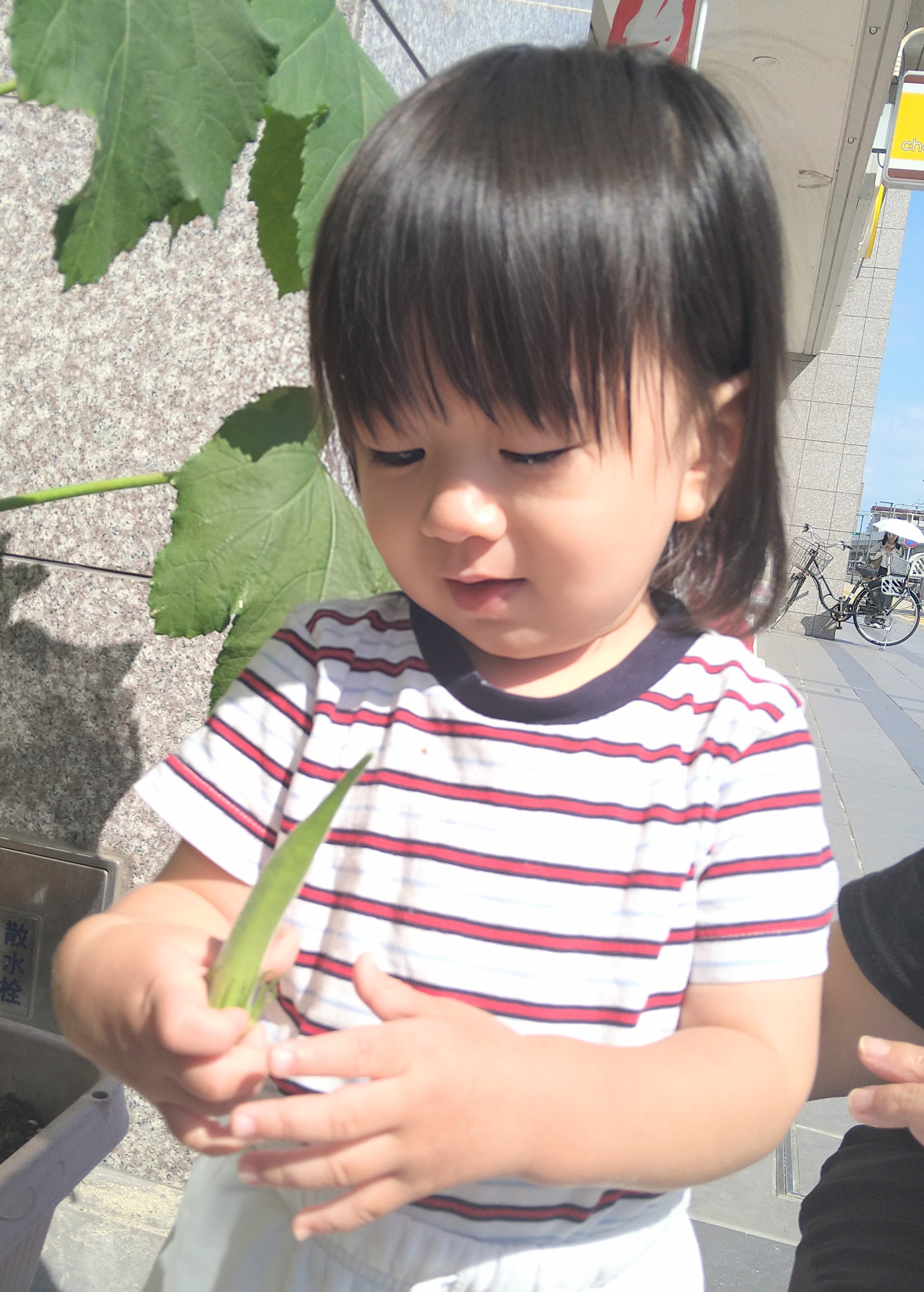 収穫したオクラを両手で持ち表面を確かめる子ども