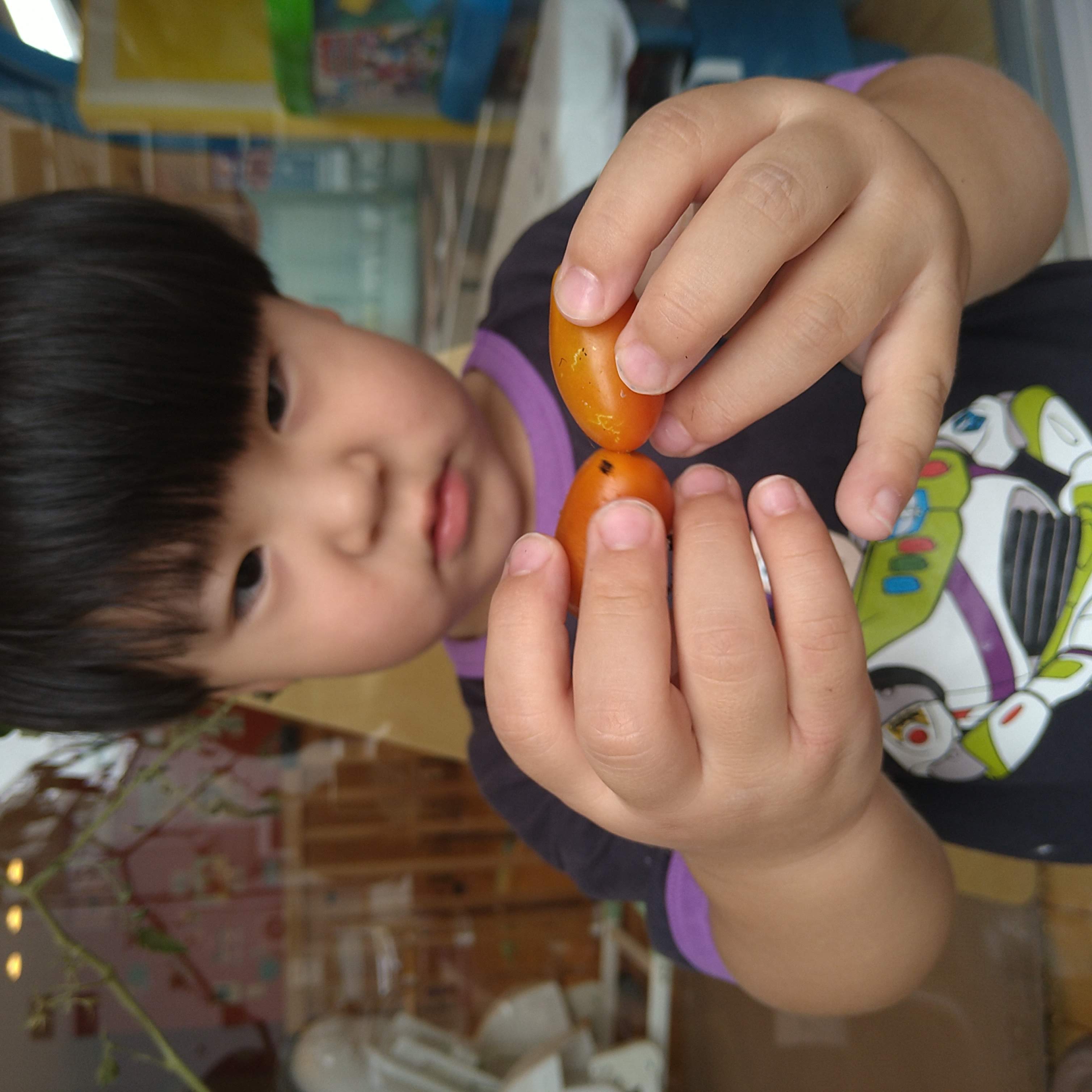 二つのミニトマトを手に持って見比べる子ども