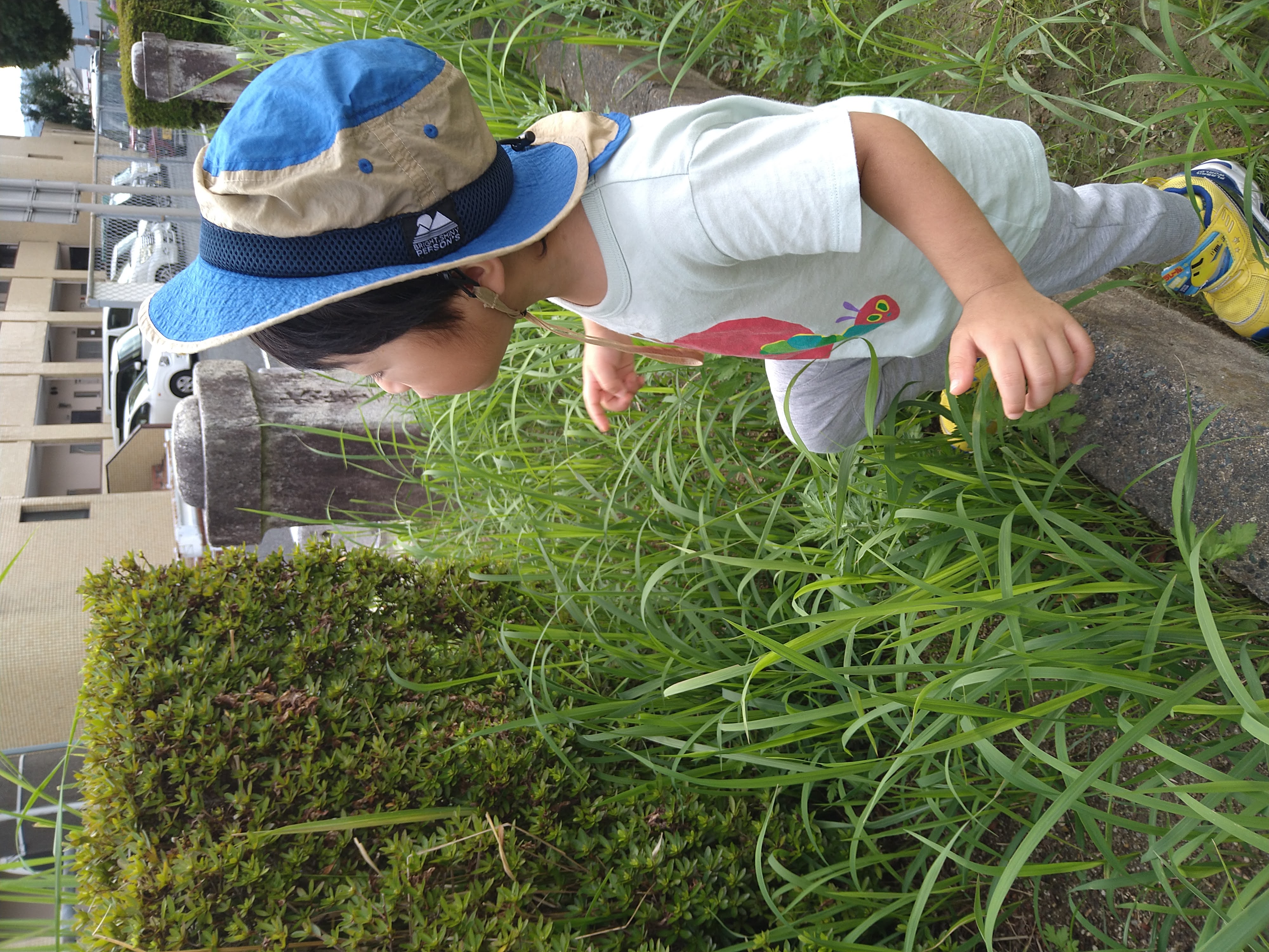 植え込みに近づき葉の形や色を見比べる子ども