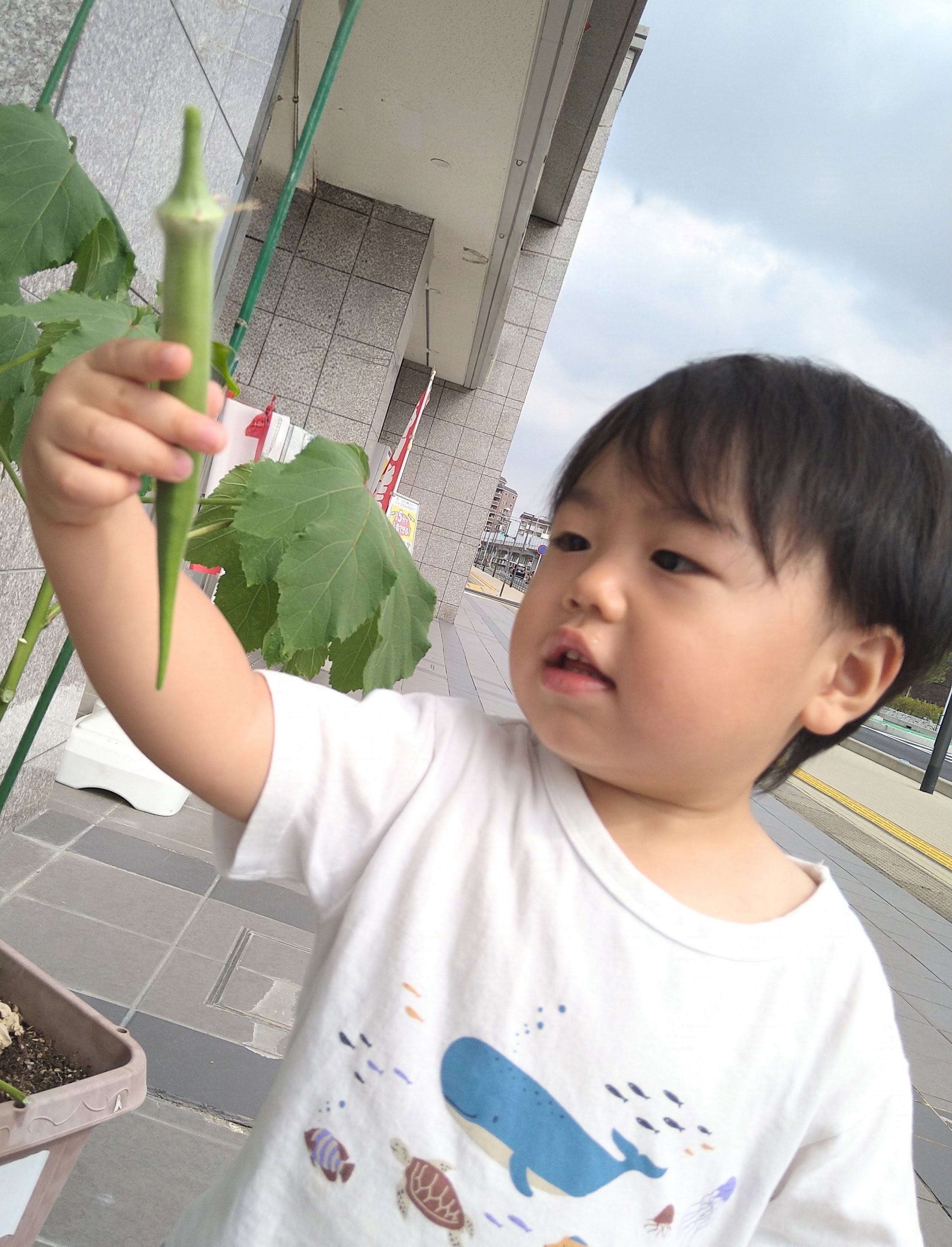 長く育ったオクラを持ち上げて形を観察する子ども