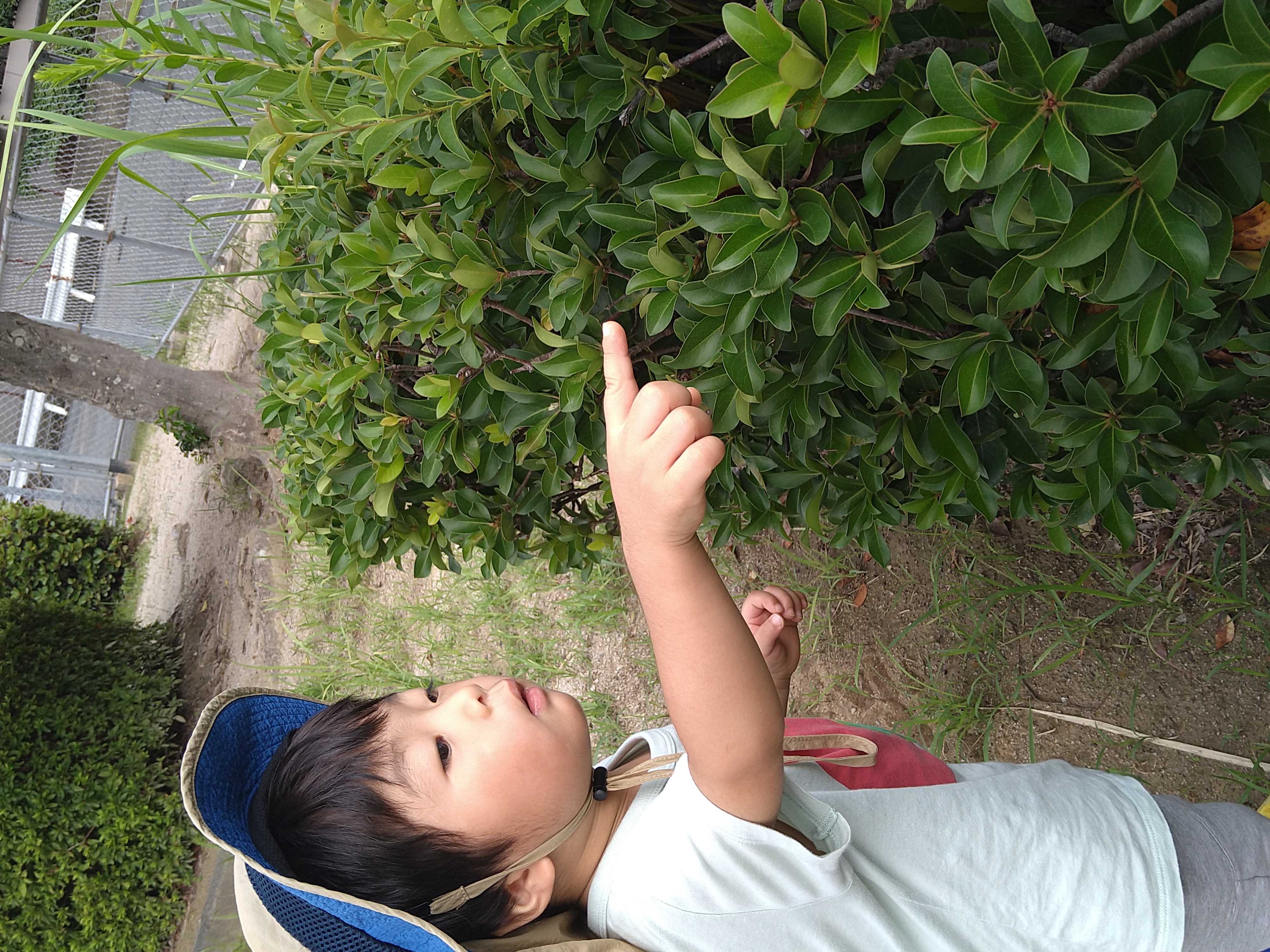 戸外で植え込みの葉を指さして観察する子ども