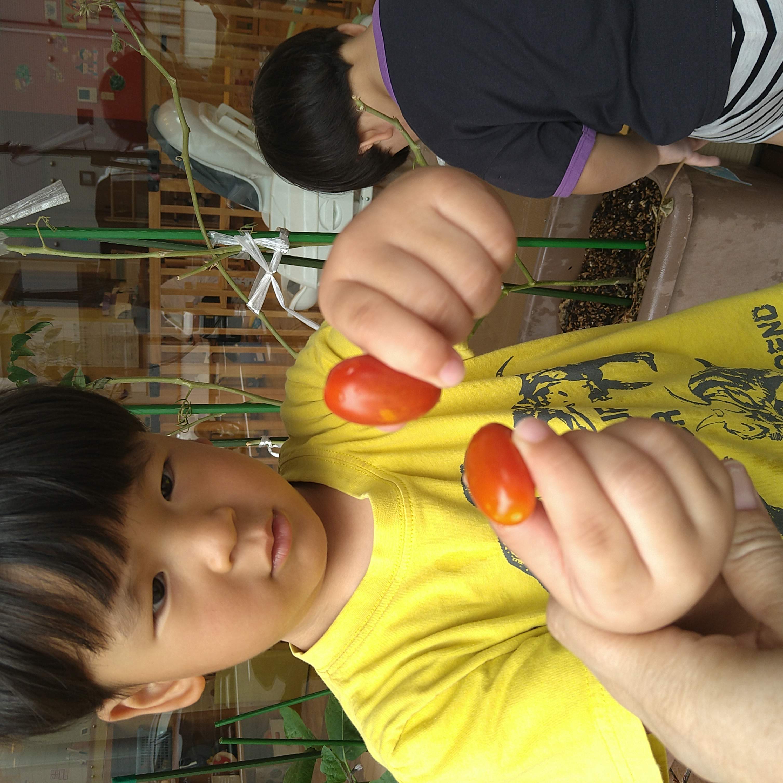 収穫した赤いミニトマトを両手で見せる子ども