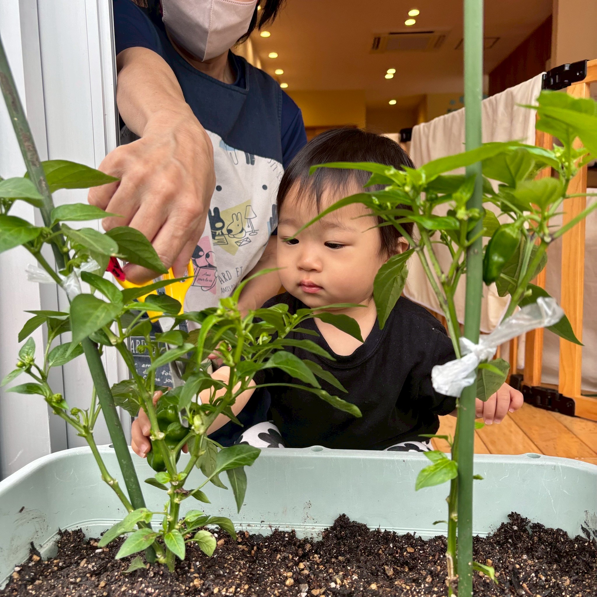 保育士と一緒にピーマンの株と実を観察する子ども