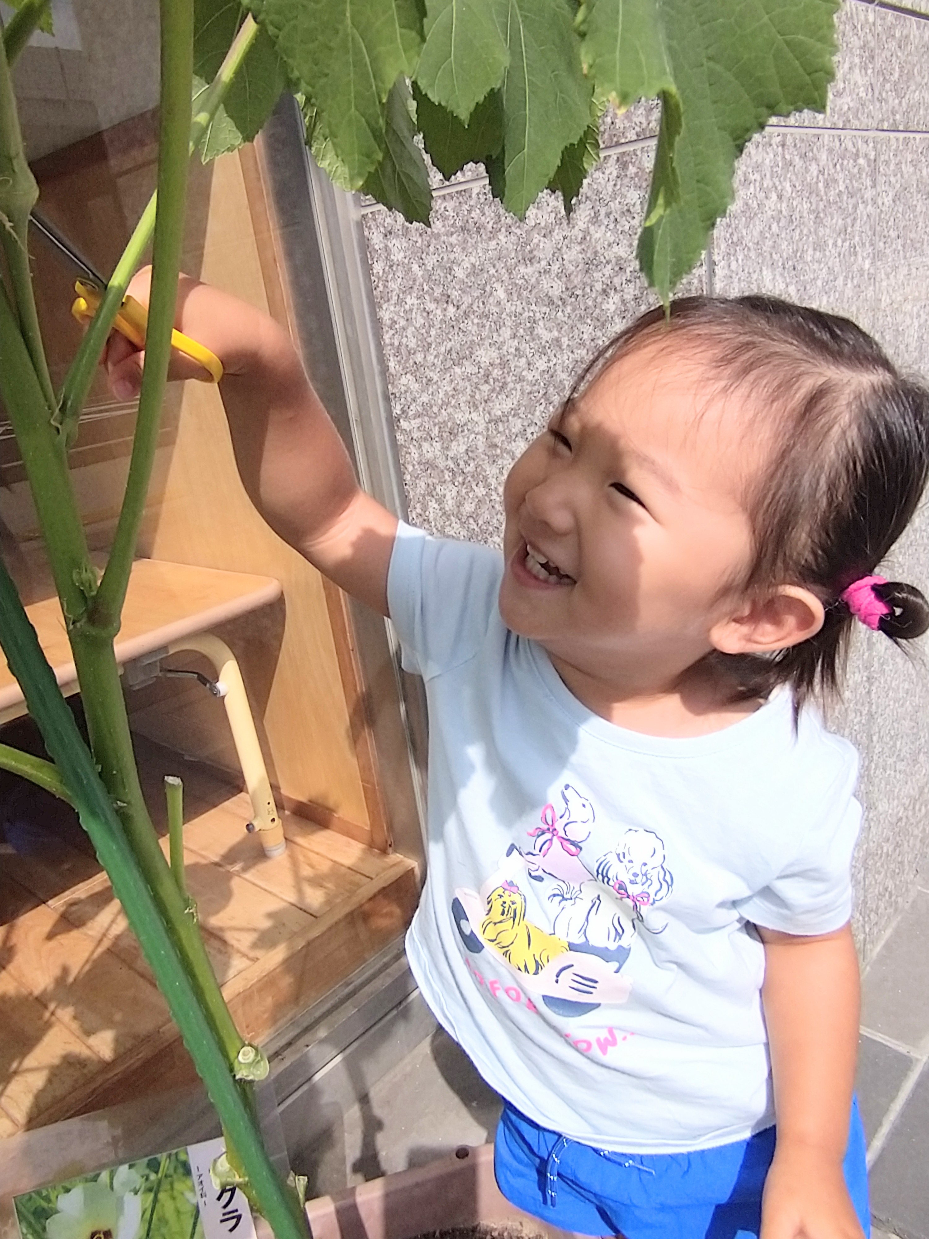 育ったオクラの茎へはさみを近づけて収穫する子ども