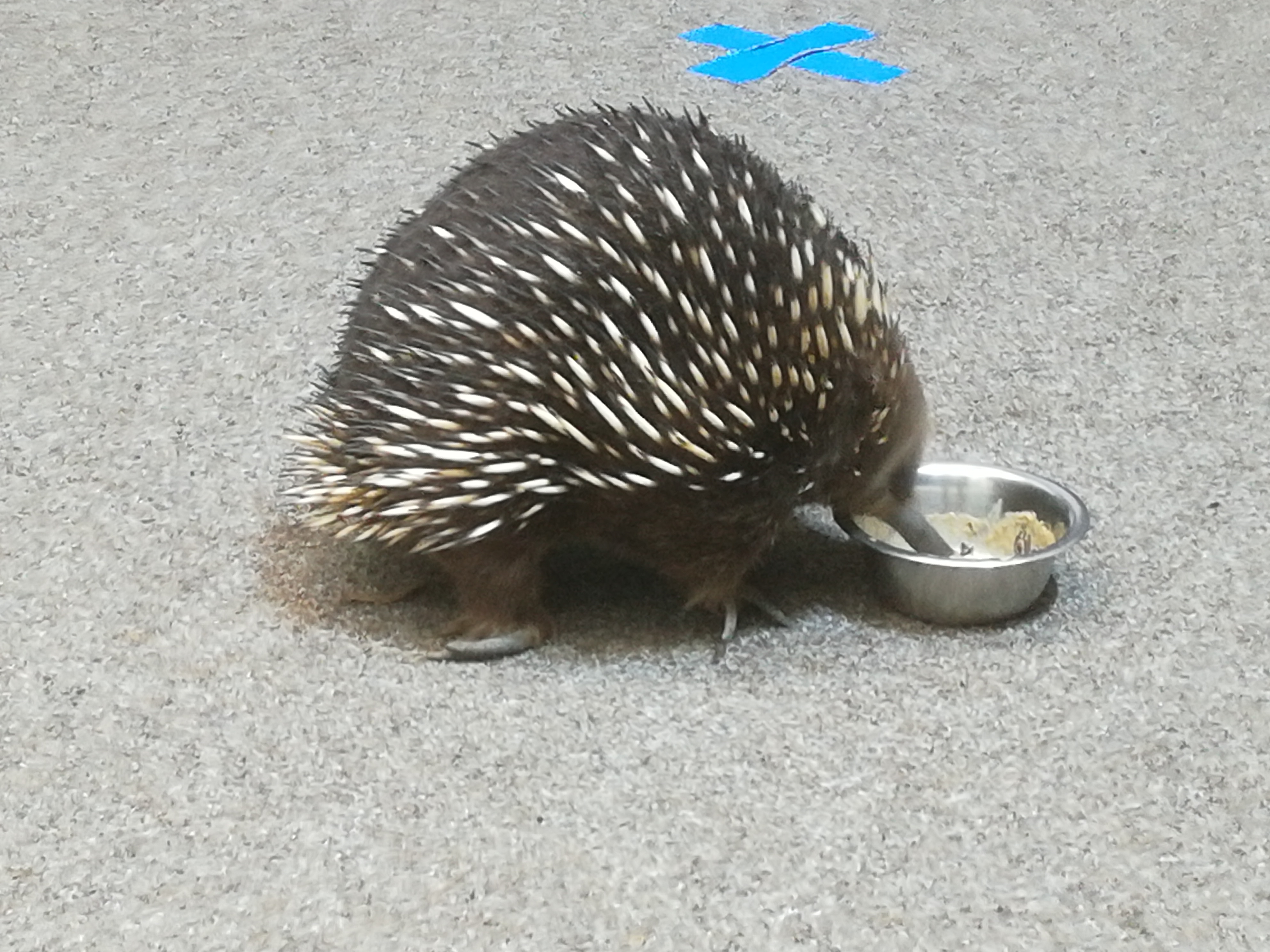 ハリモグラ