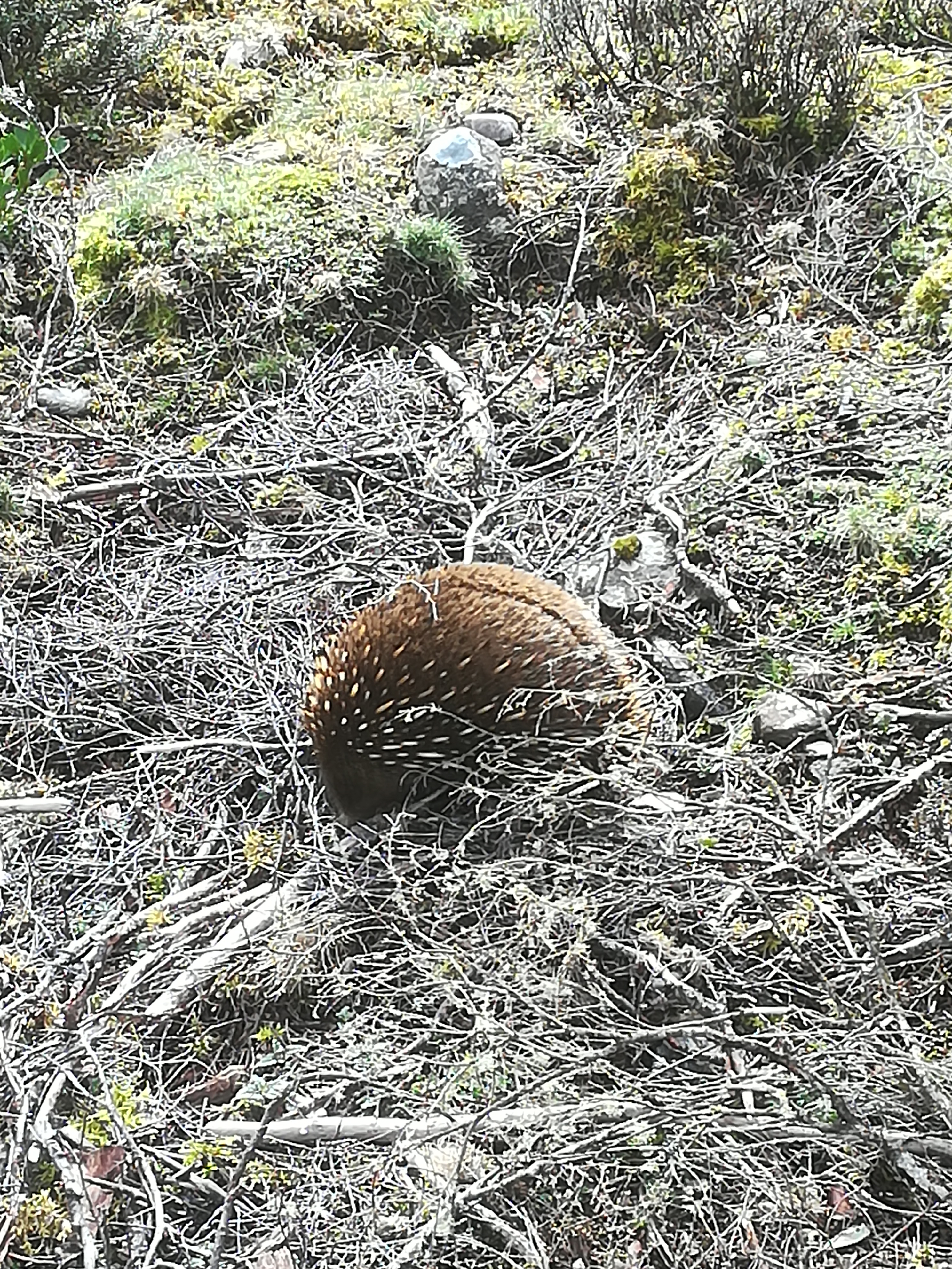 ハリモグラ