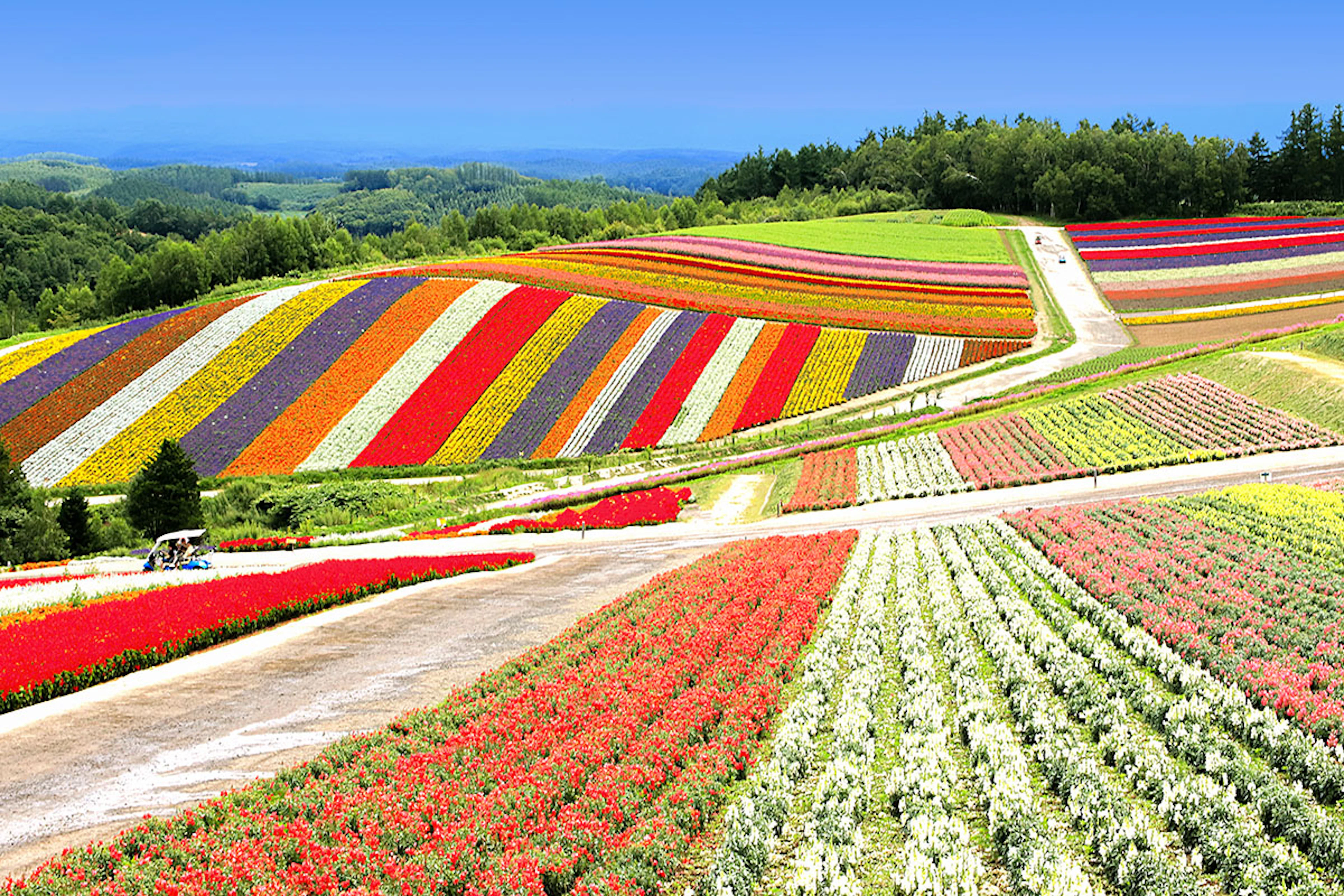 The Artistic Tapestry of Central Hokkaido