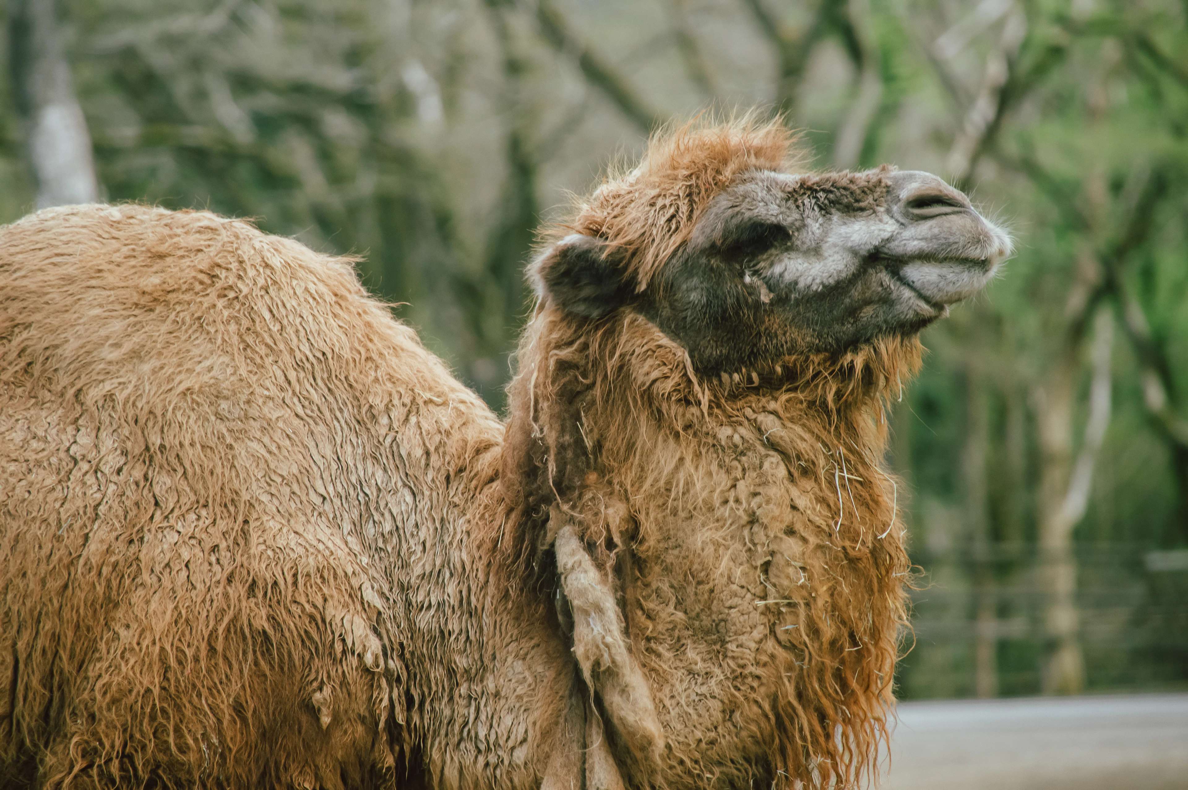 Encounter Wildlife with Mount Fuji in the Background — Fuji Safari Park: Admission Experience with Private Shuttle Service - 1