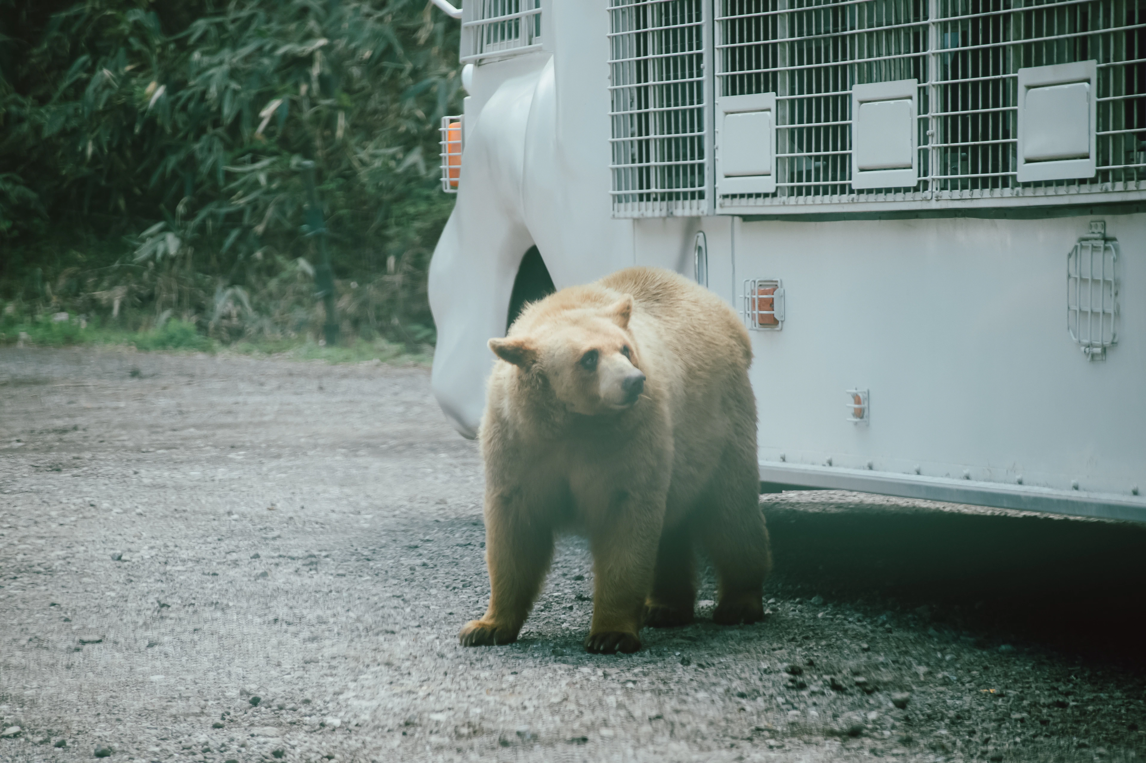 Encounter Wildlife with Mount Fuji in the Background — Fuji Safari Park: Admission Experience with Private Shuttle Service - 5