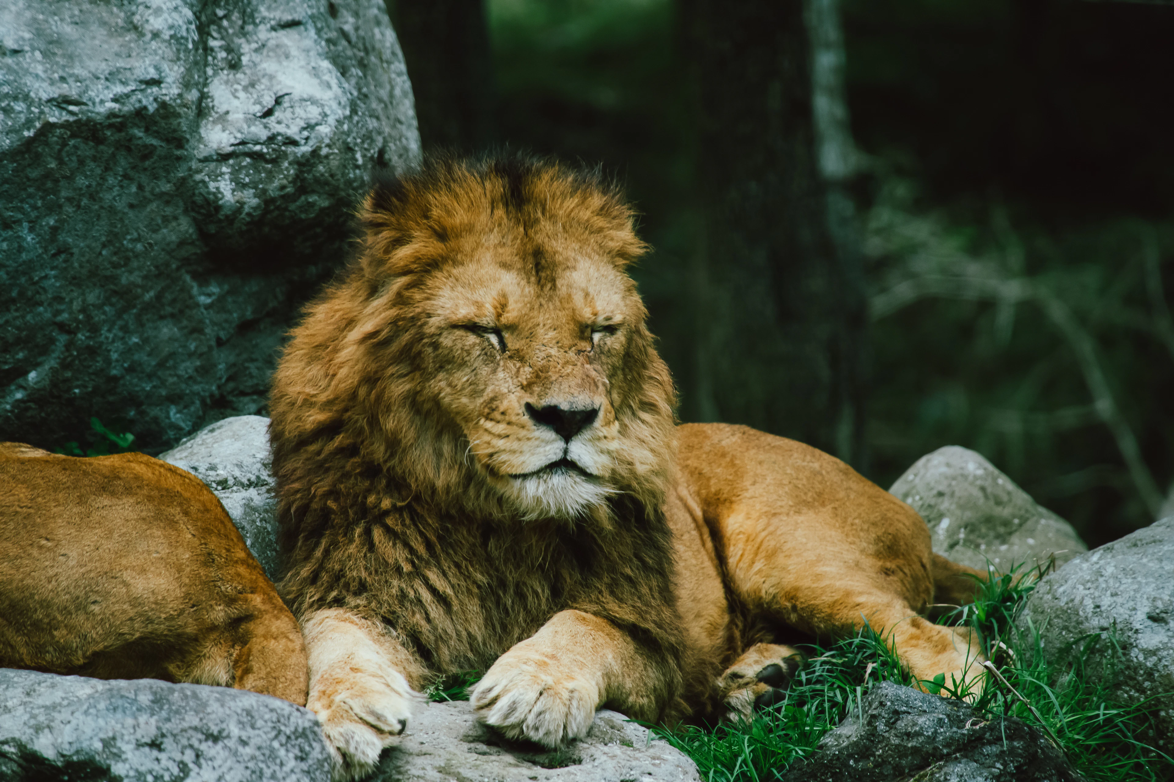 Encounter Wildlife with Mount Fuji in the Background — Fuji Safari Park: Admission Experience with Private Shuttle Service - 4