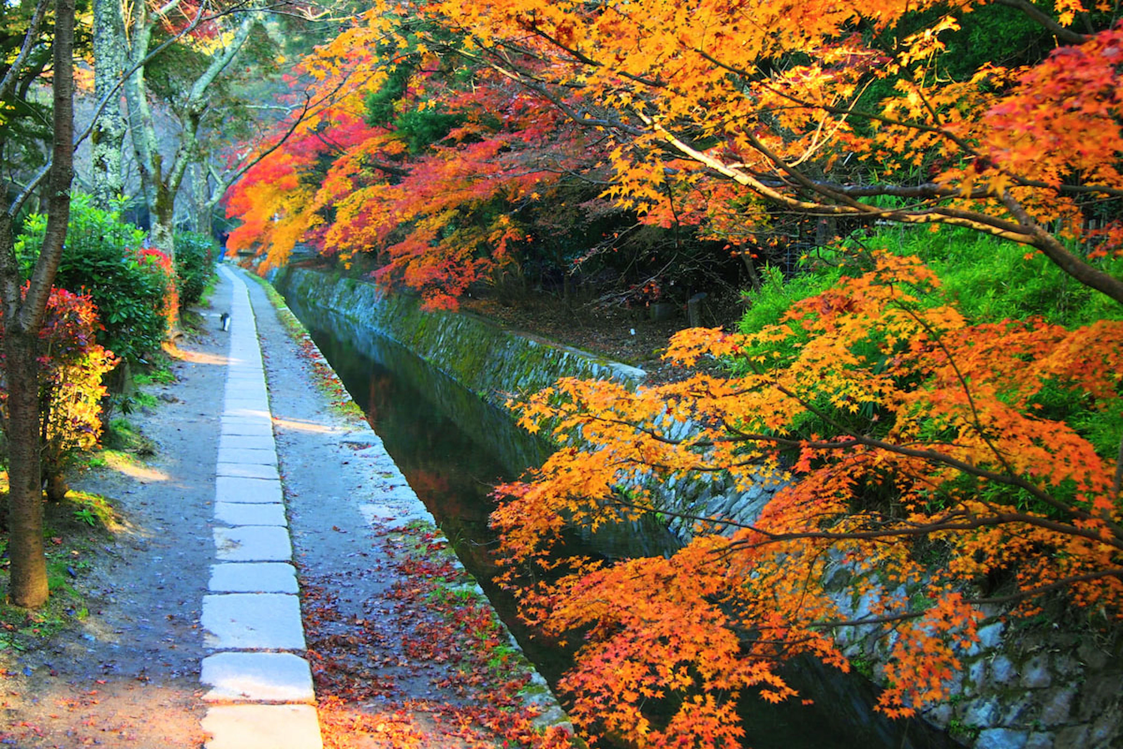 The Golden Glow and Refined Flavors of Kyoto