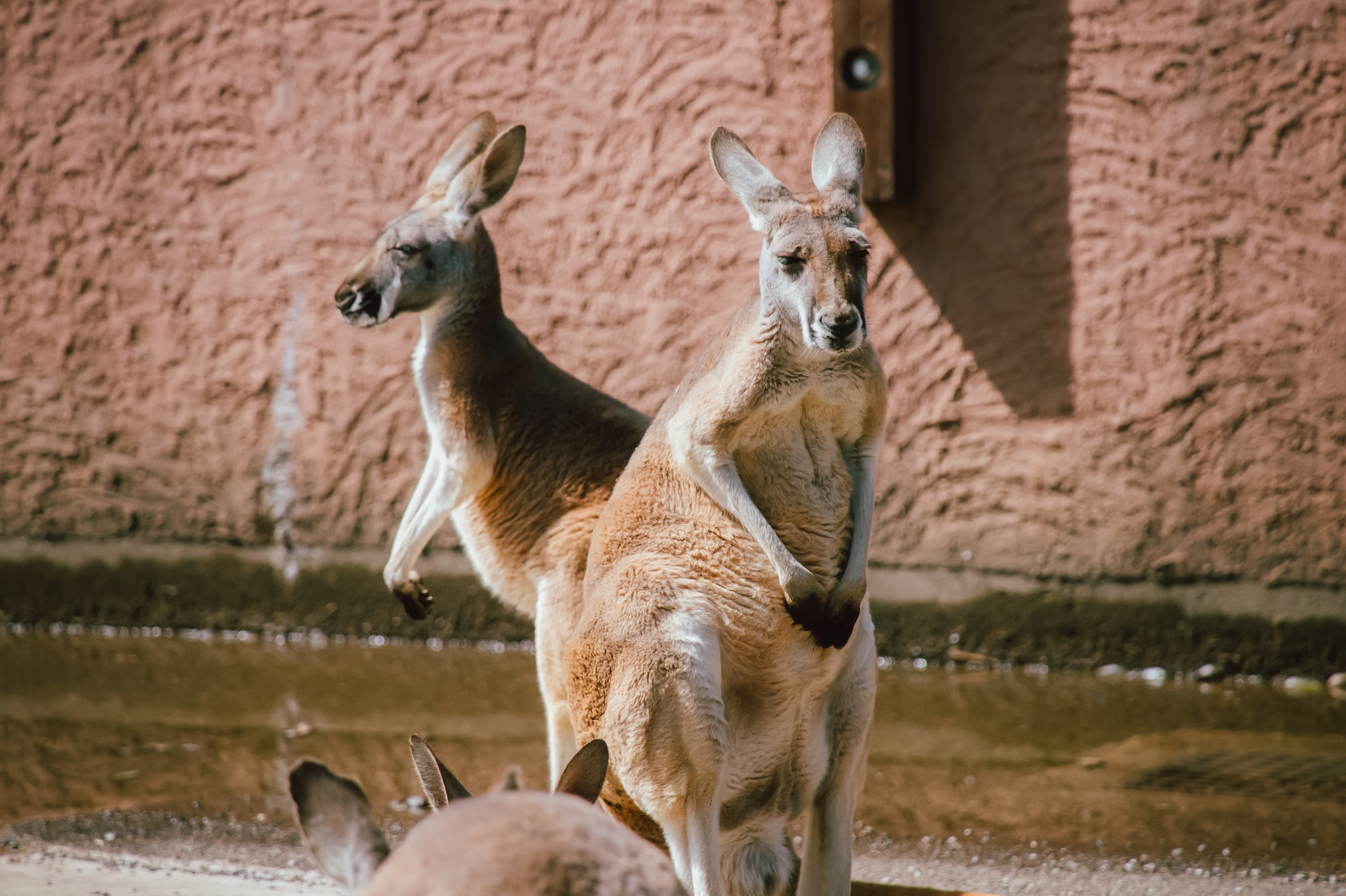Encounter Wildlife with Mount Fuji in the Background — Fuji Safari Park: Admission Experience with Private Shuttle Service - 2