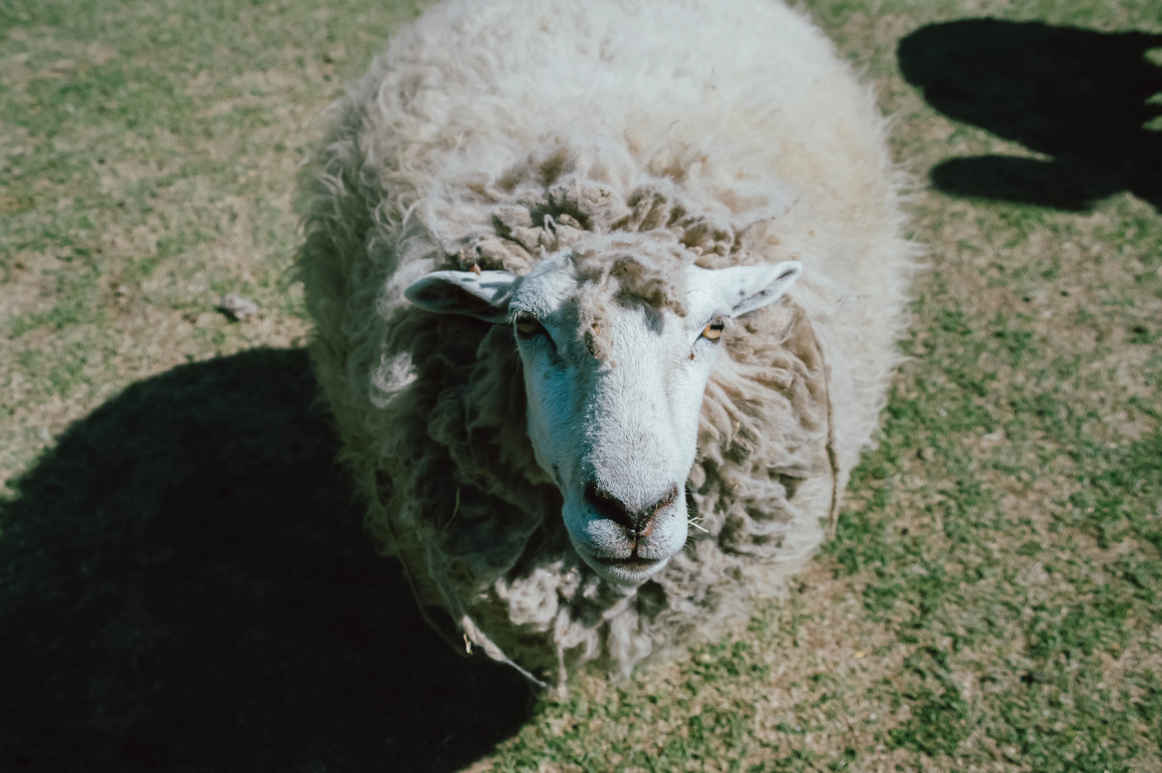 Butter-Making Experience at Makai Ranch — Asagiri Highlands with a View of Mount Fuji - 2