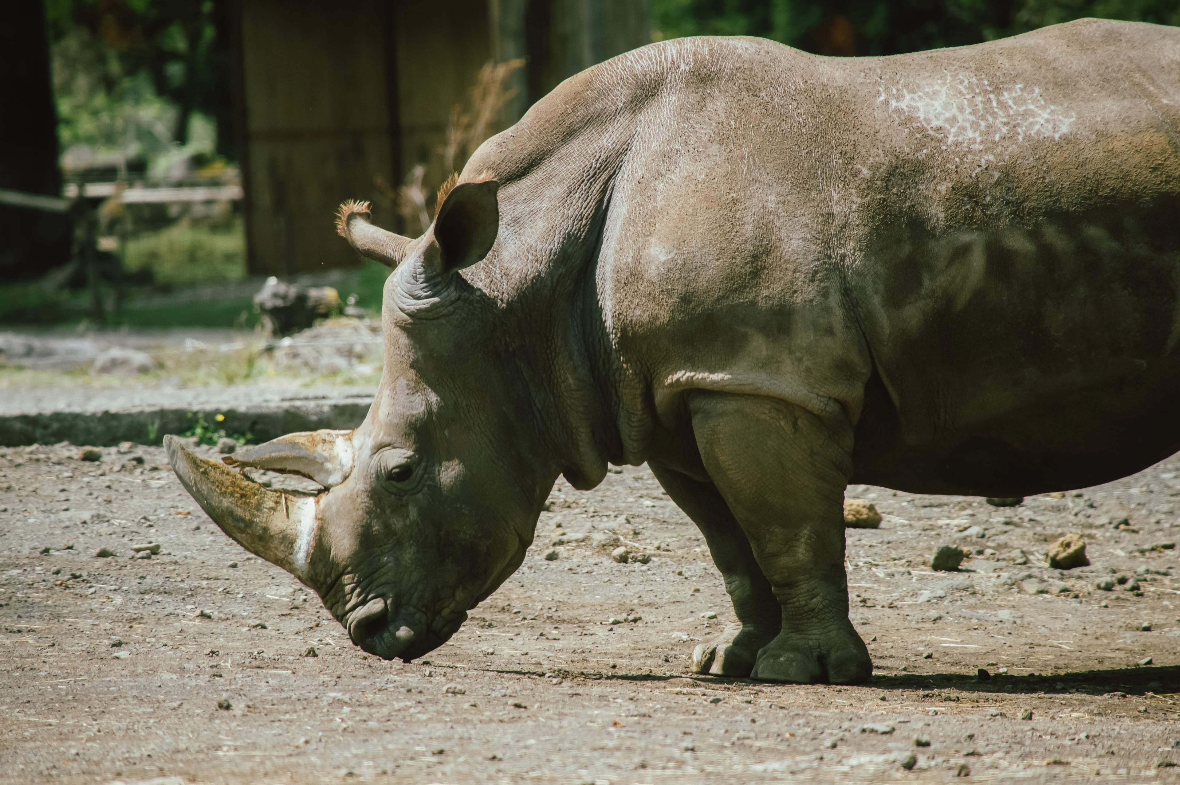 Encounter Wildlife with Mount Fuji in the Background — Fuji Safari Park: Admission Experience with Private Shuttle Service - 3