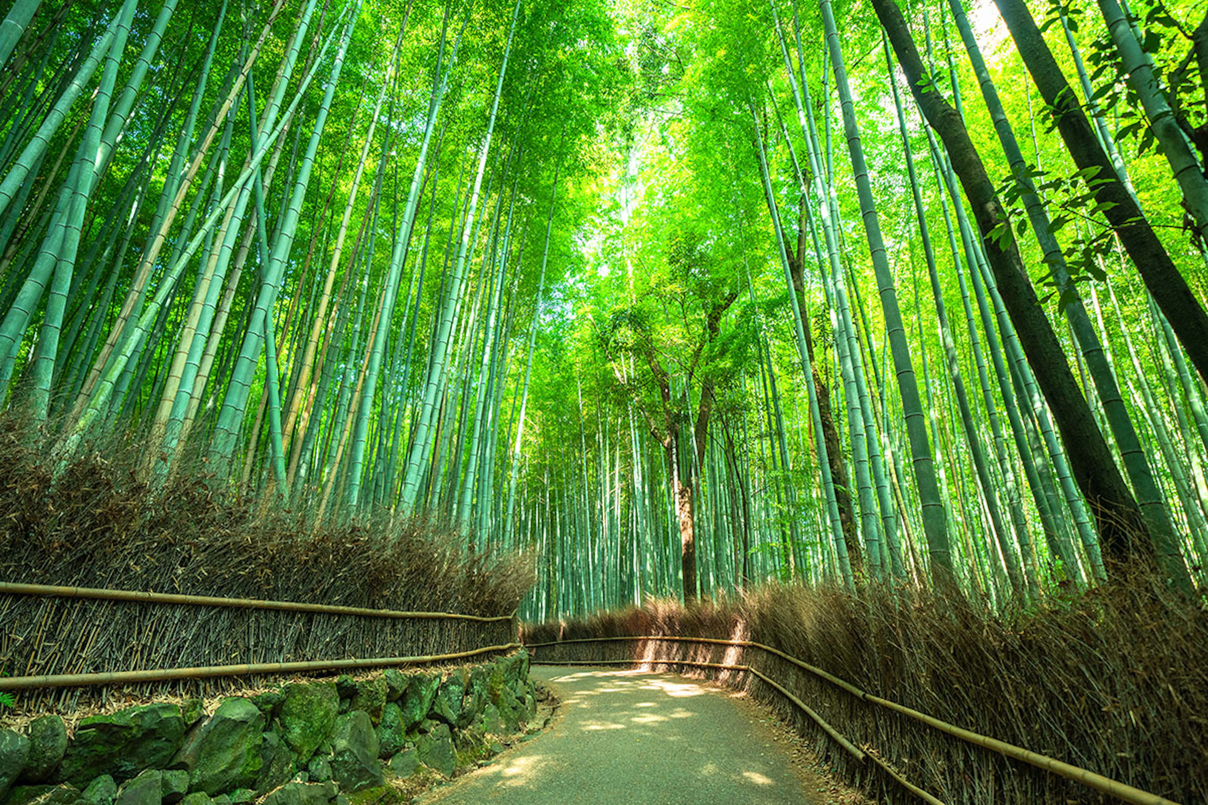 The Timeless Elegance of Kyoto