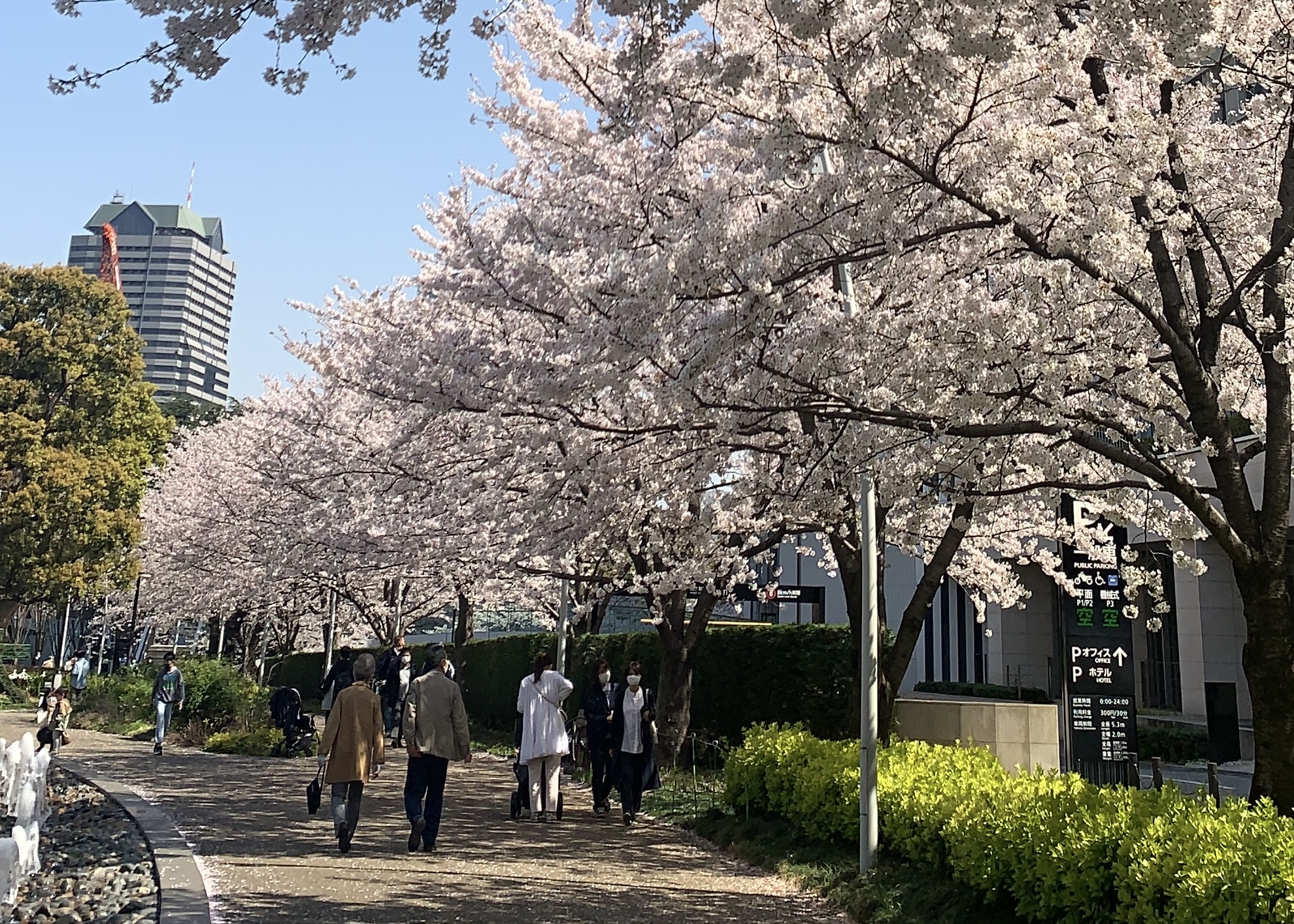 東京ミッドタウン（春の散歩道）の桜並木