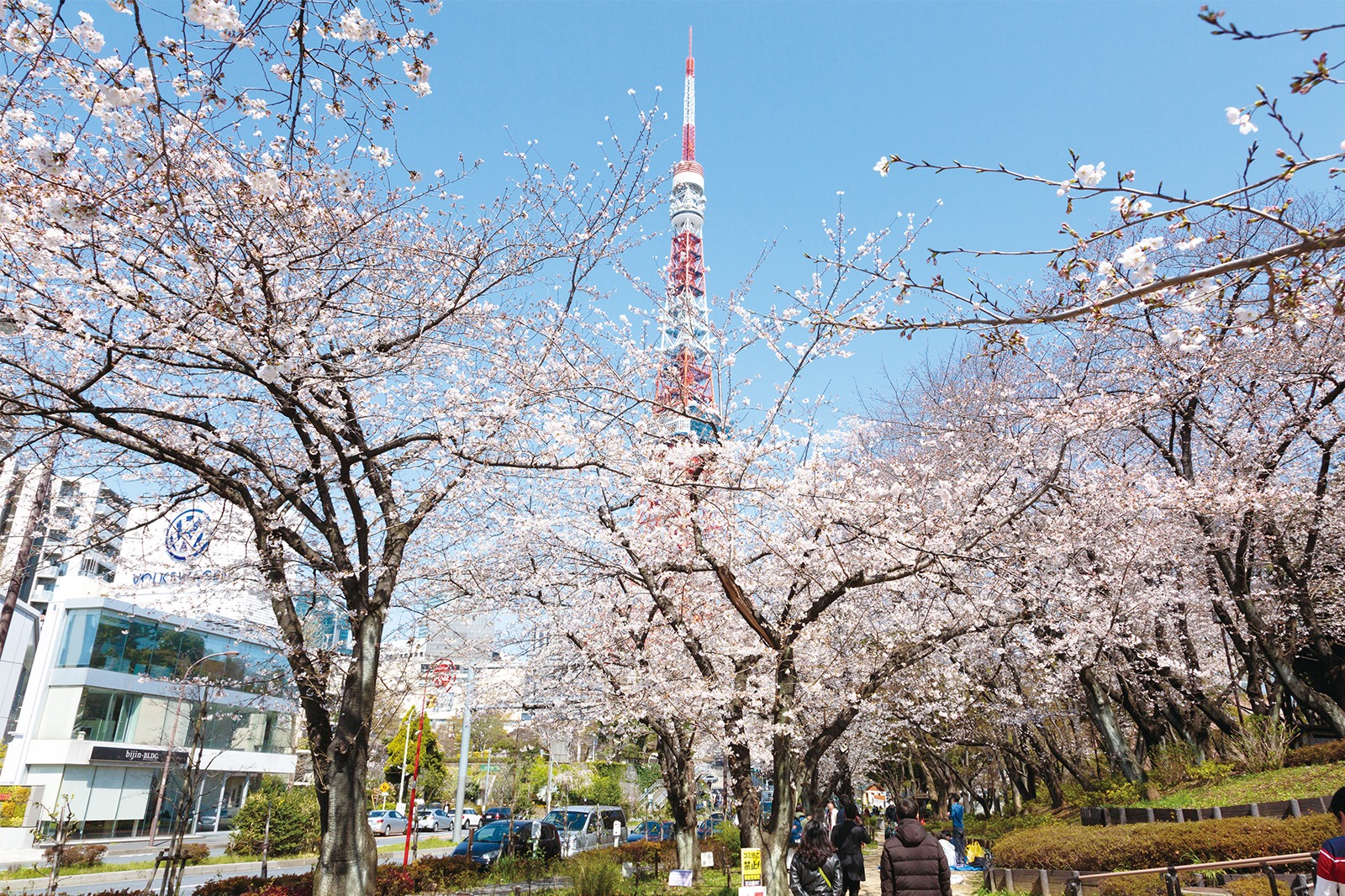 芝公園から見える東京タワーと桜並木