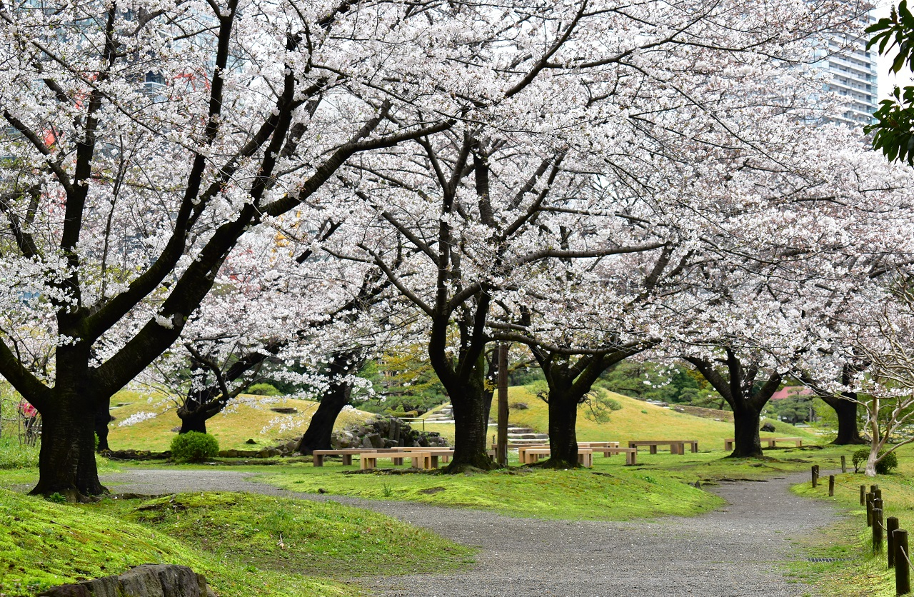 旧芝離宮恩賜庭園の桜並木