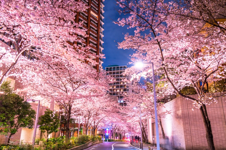 六本木さくら坂の夜桜