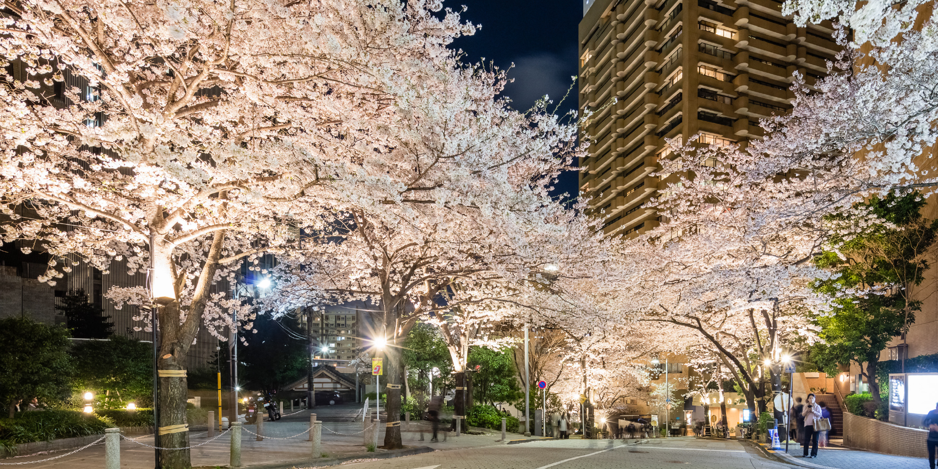 赤坂にあるアークヒルズの桜