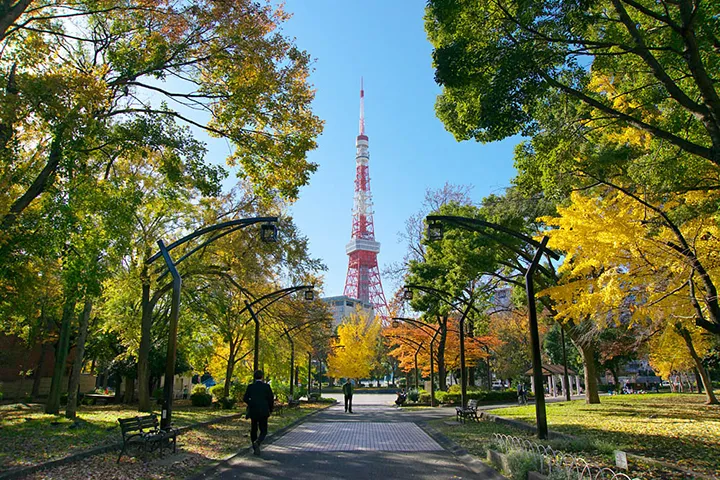 芝公園から見える紅葉の景色と東京タワー