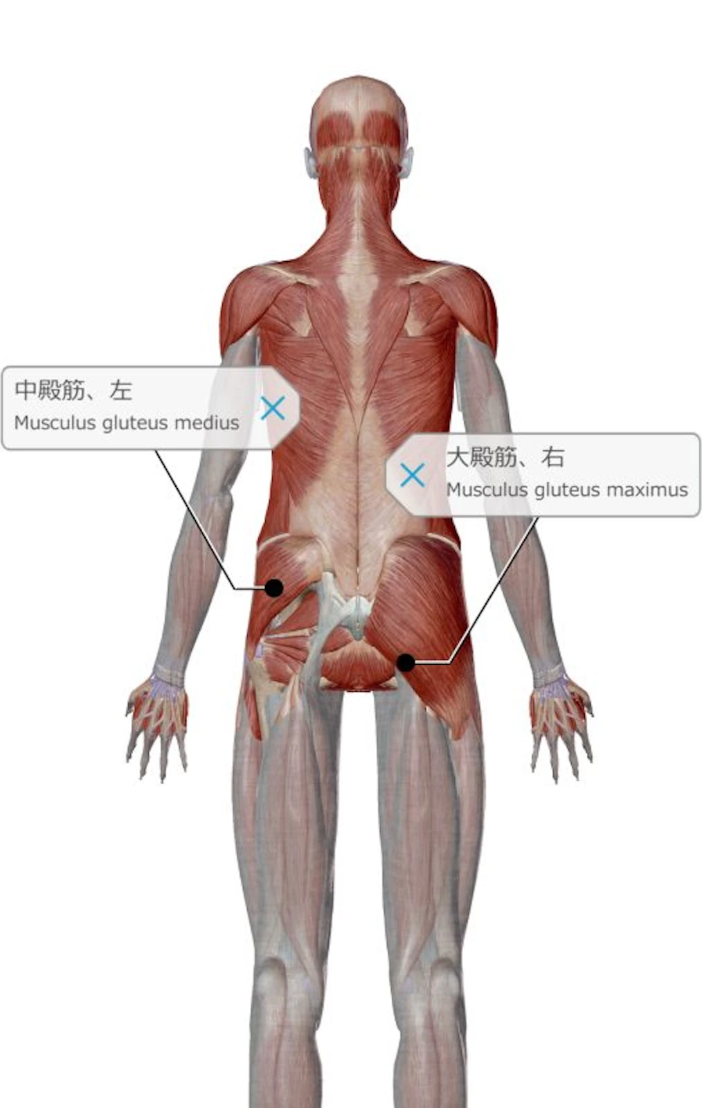 大殿筋・中殿筋