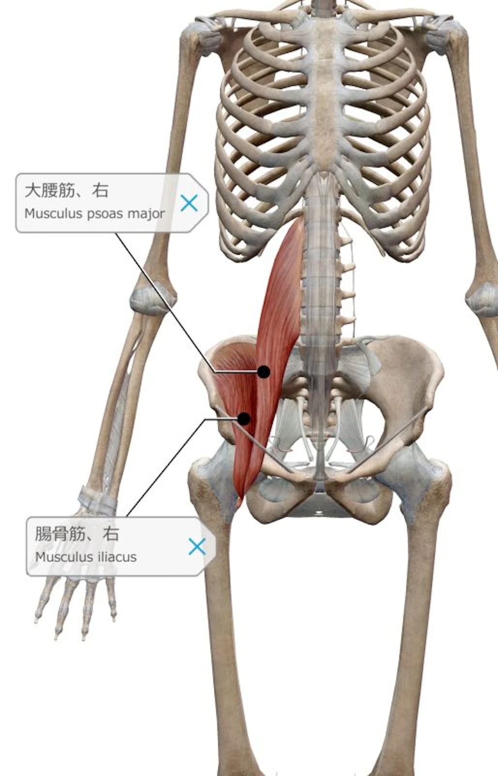 腸腰筋 説明