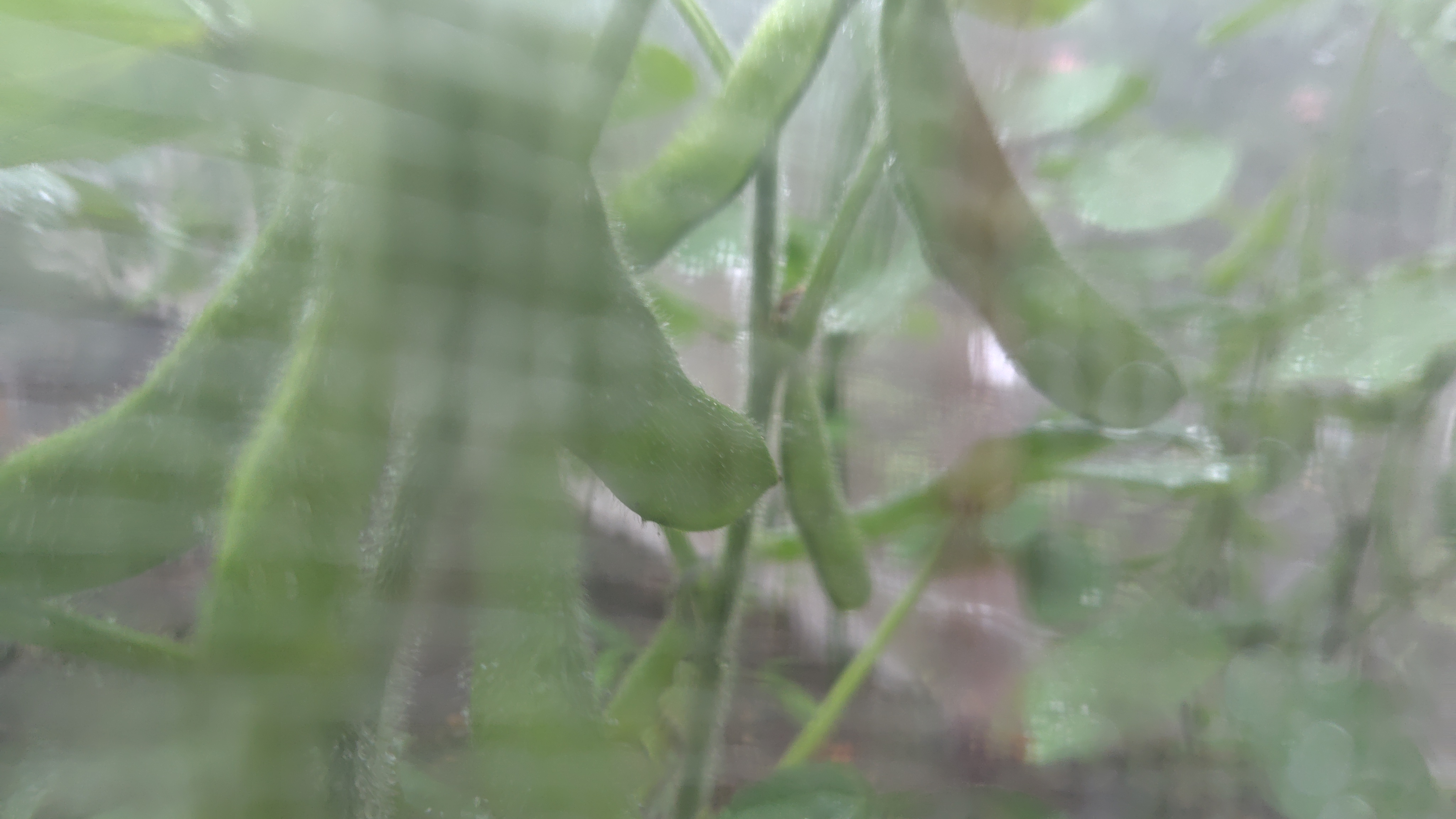 エダマメパラダイスです。防虫ネット越しに撮影しました(2025/06/03撮影)