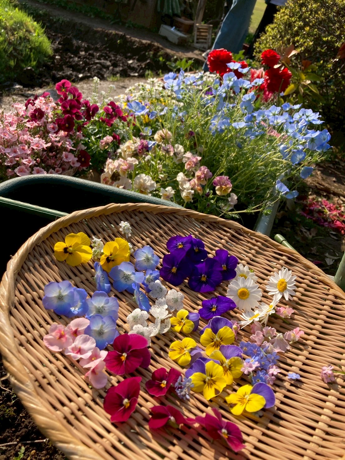 花がたくさん咲いています。押し花を作ってみます。(2025/4/12撮影)