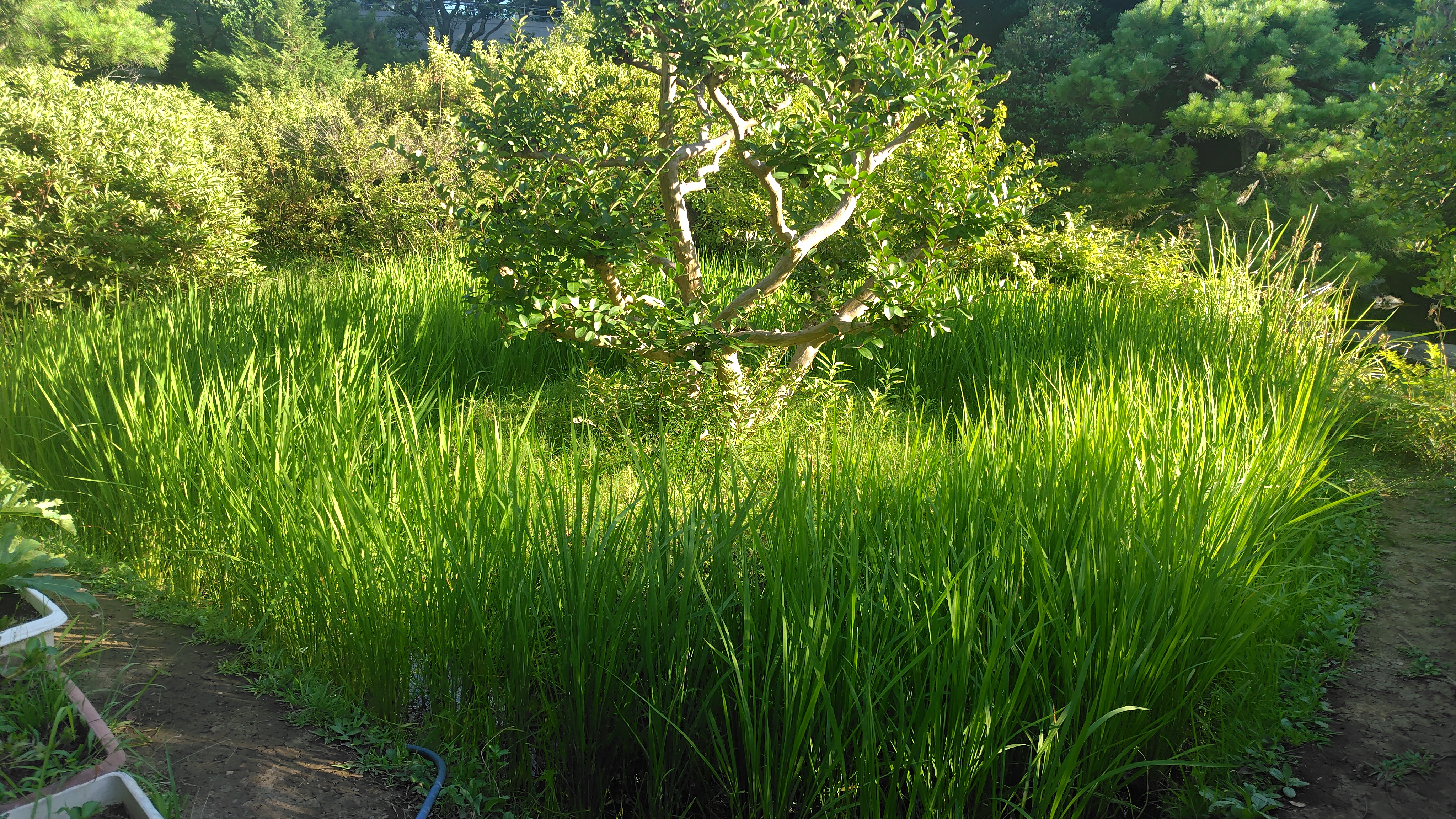 稲が伸びてきて、草丈は80cmを超えました。(2025/7/20撮影)