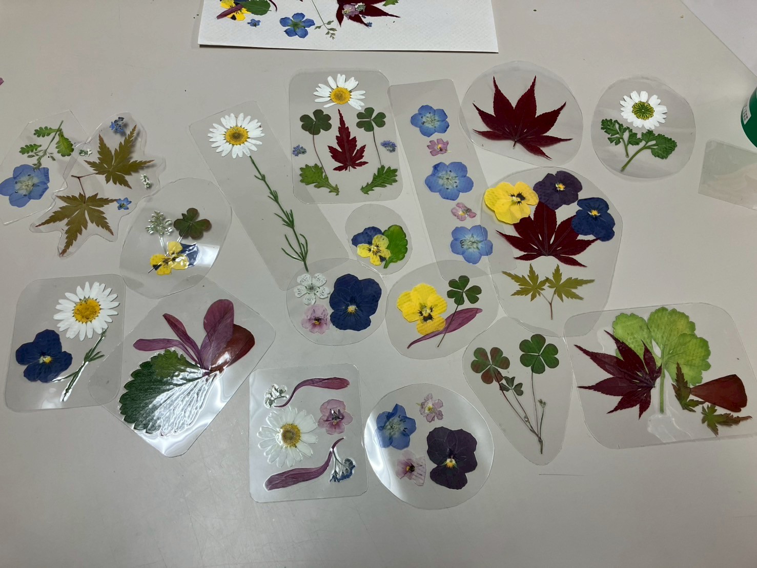 ラミネートして作品作りをしました🌼スマホケースに挟んでいる会員もいました(2025/4/19撮影)