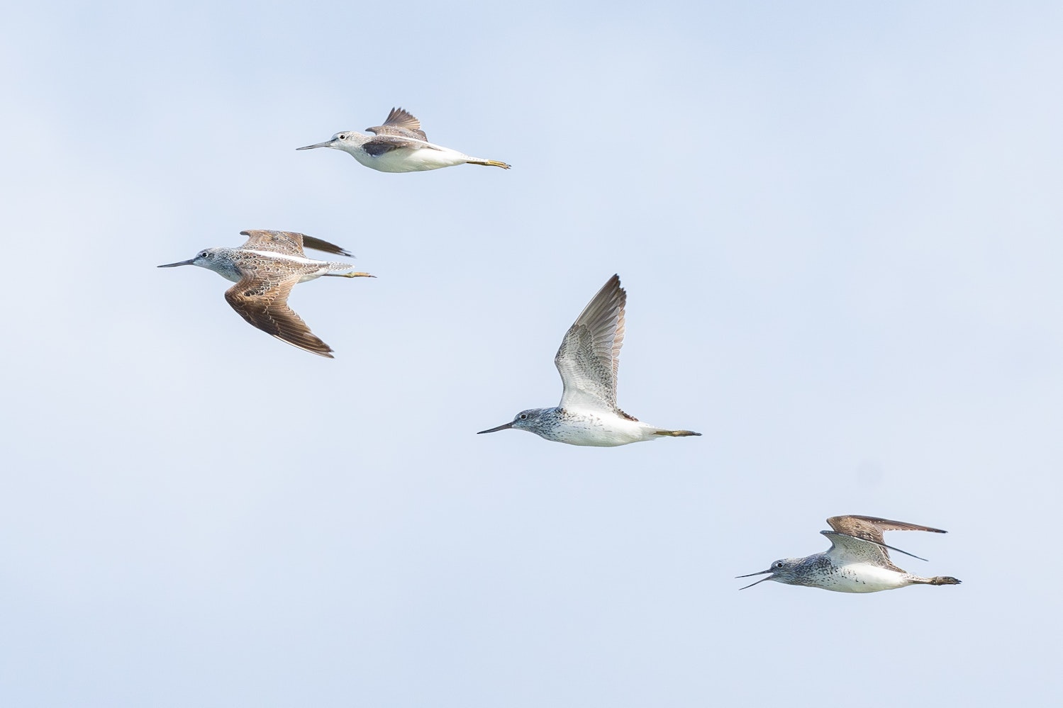 アオアシシギ：鳴きながら飛びす様子 - 2026.05.15 沖縄県糸満市