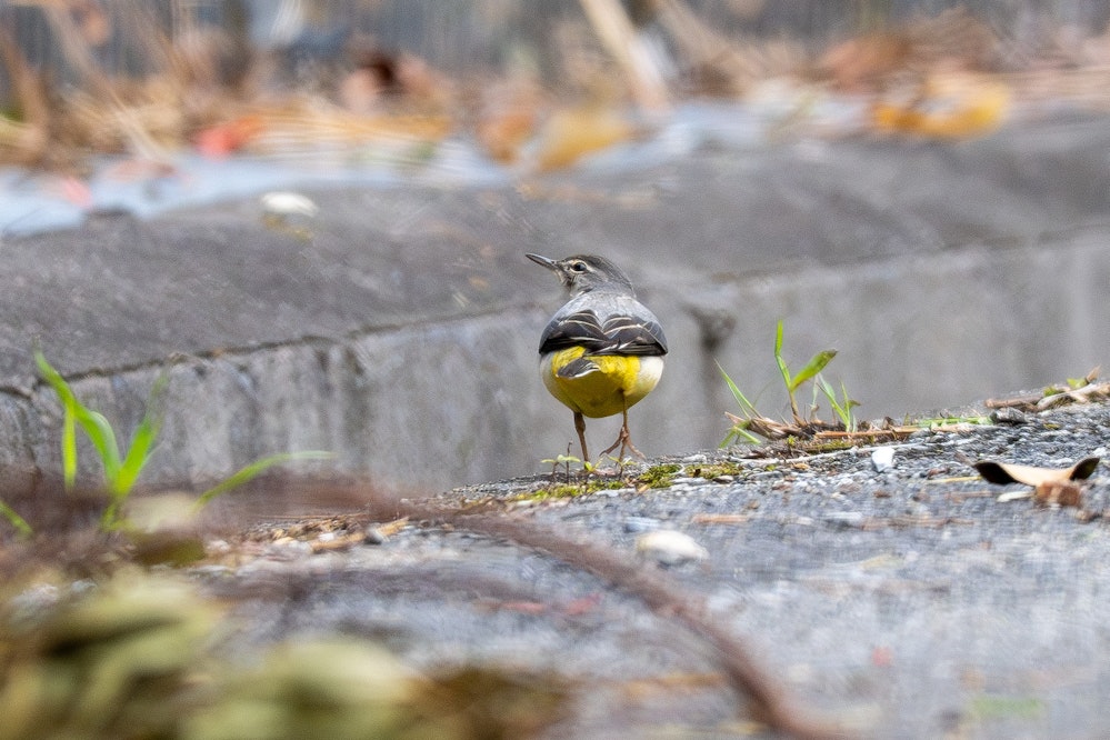 なぜかアスファルトの上でよく見る - 2025.12.14 沖縄県国頭村