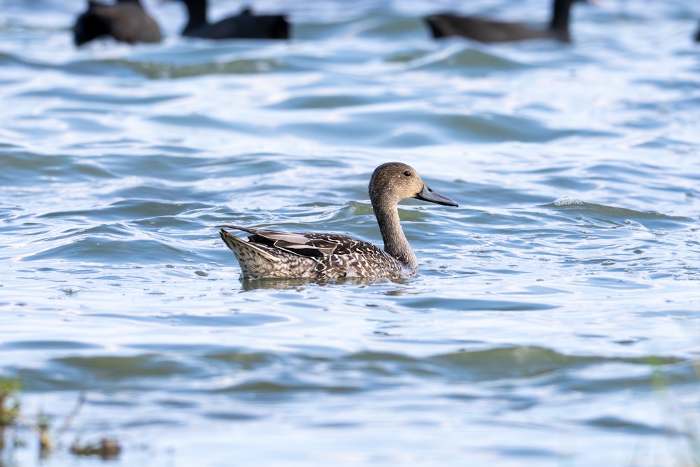 オナガガモは横から見ると結構スタイリッシュ - 2025.11.02 沖縄県糸満市