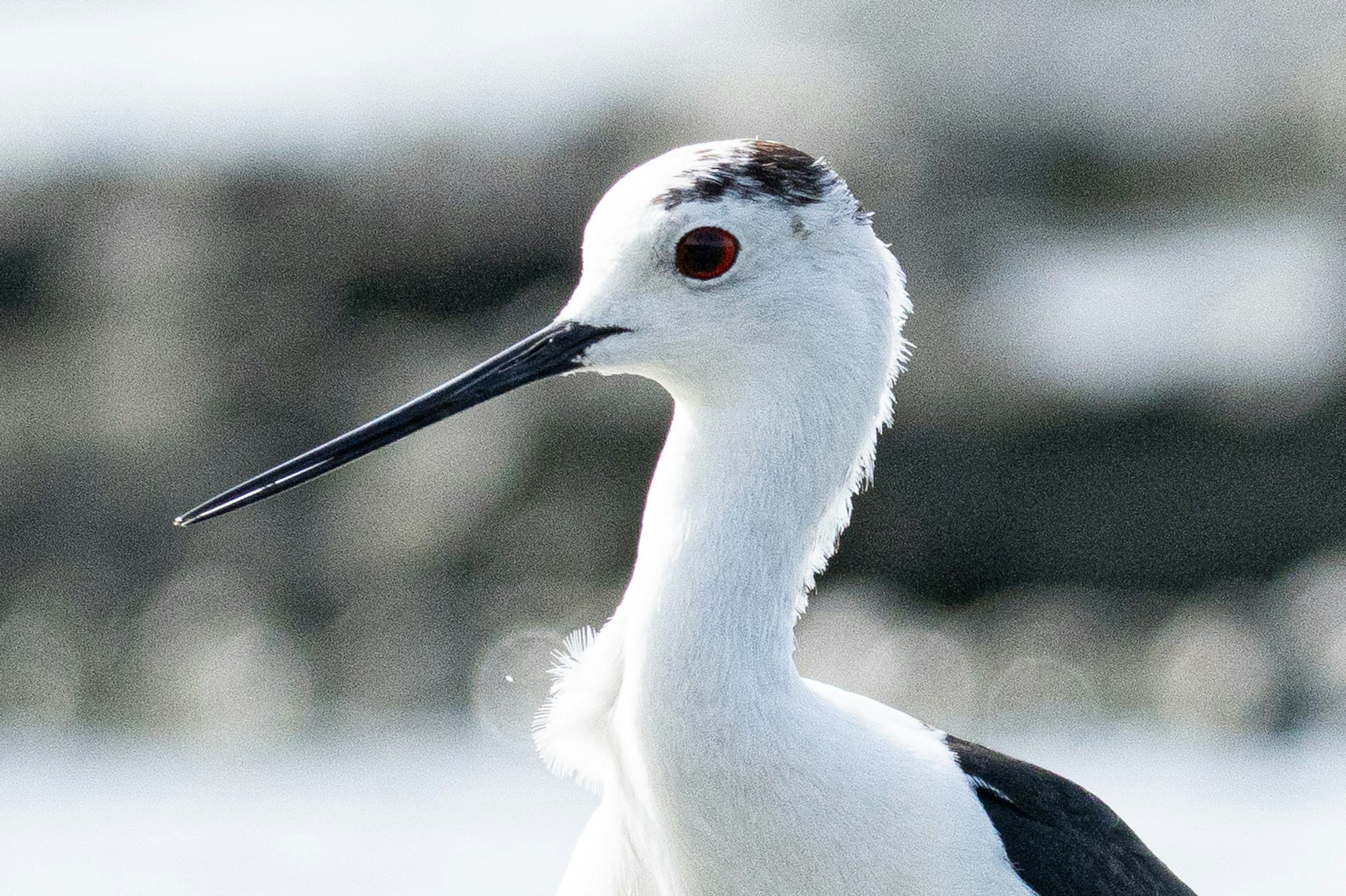 改善した画質:頭部の拡大(FE 400-800mm F6.3-8 G OSS)