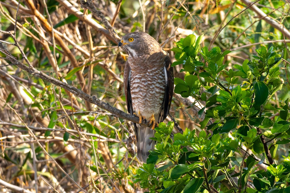 かなり近くで撮影できたサシバ - 2026.02.22 沖縄県うるま市