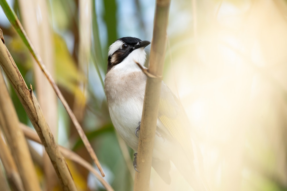 間近で見ることができた目が可愛い - 2026.01.18 沖縄県南城市