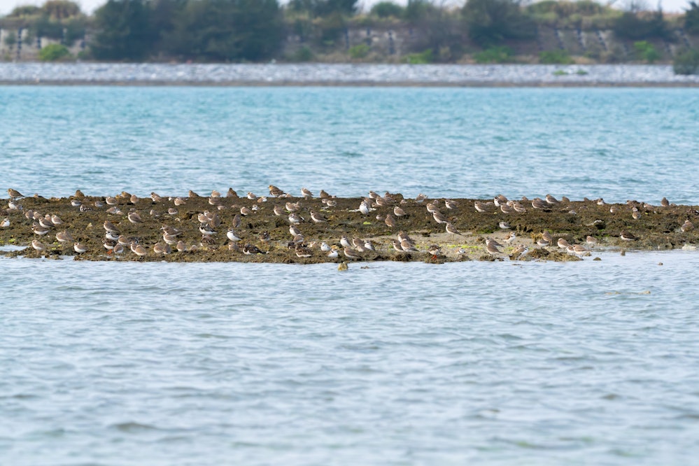 オオメダイチドリ・メダイチドリ・シロチドリの群れ - 2026.03.29 沖縄県沖縄市