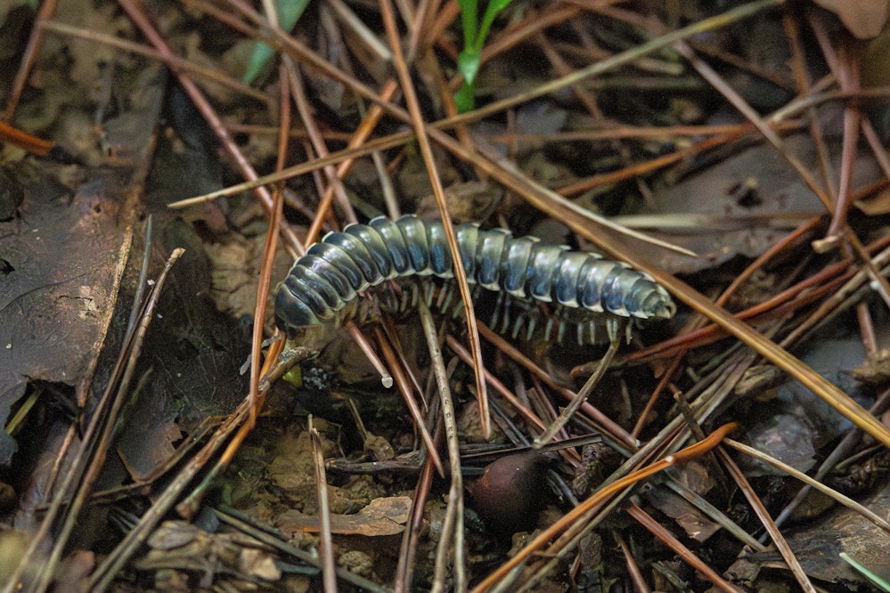 ヤスデ - 2025.10.25 沖縄県読谷村