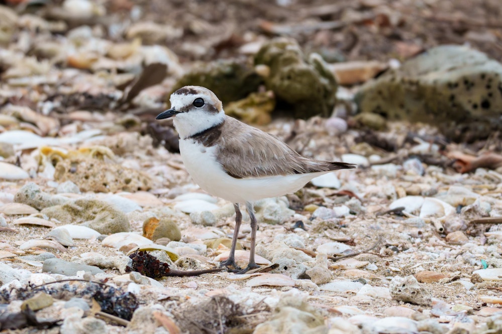 おそらく夏羽 - 2025.06.08 沖縄県南城市