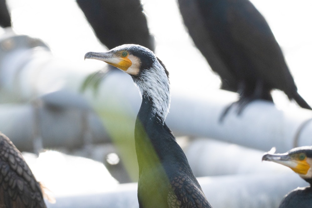 ダムにいる集団 - 2026.01.23 沖縄県西原町