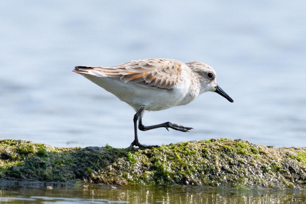 雨覆が夏羽になったヨーロッパトウネン - 2026.02.22 沖縄県糸満市