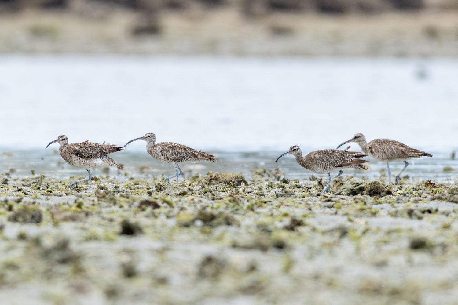 チュウシャクシギ:13羽の群れ - 2026.06.28 沖縄県沖縄市