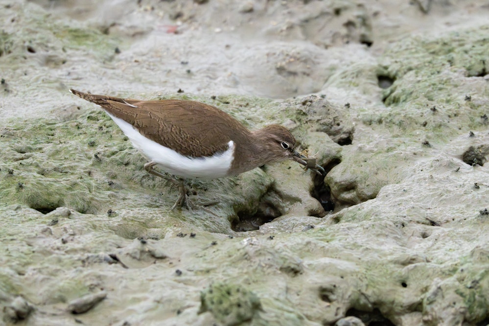 干潟で餌を探す様子 - 2026.01.22 沖縄県糸満市